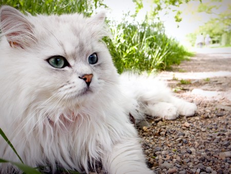 White Mainecoon Cat Lying On Brown Pathway Beside Green Grass