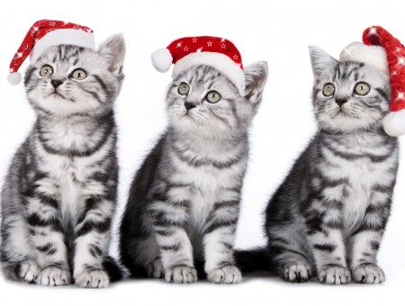 3 Silver Tabby Cats Wearing Santa Hats