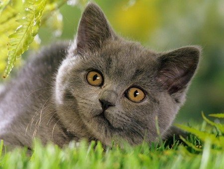 Grey British Short Hair Kitten Lying On Grass