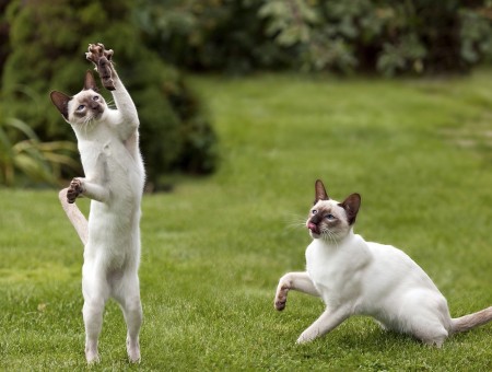 Two Siamese Cats Playing On Grass