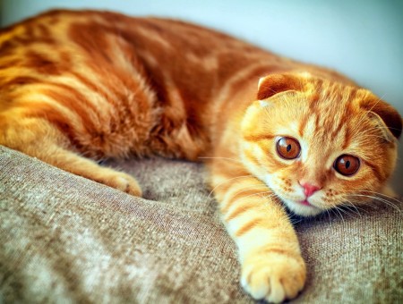 Orange Bullseye Cat Lying On Gray Textile
