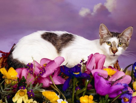 Silver Tabby Cat With Heart Shade Fur On Back Lying On Purple And Yellow Flowers