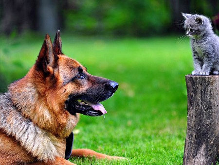 Silver Tabby Kitten Sitting On Gray Log In Front Of Brown And Black Coated  Dog