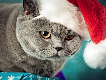 Grey Can Wearing Santa Claus Hat On Teal Textile