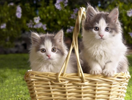 2 White And Grey Cat On A Basket