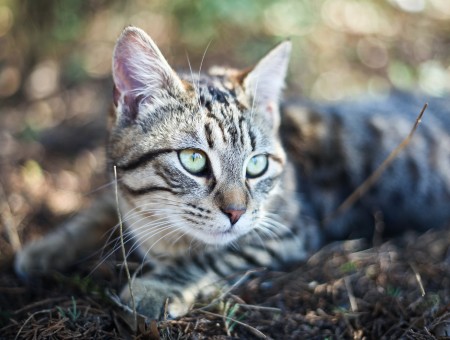Silver Tabby Cat Lying On Dried Grass Plain During Daytime