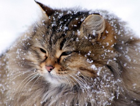 Brown Maine Coon Cat Under The Snow