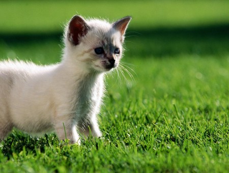 White Kitten On Green Grass Lawn During Daytime