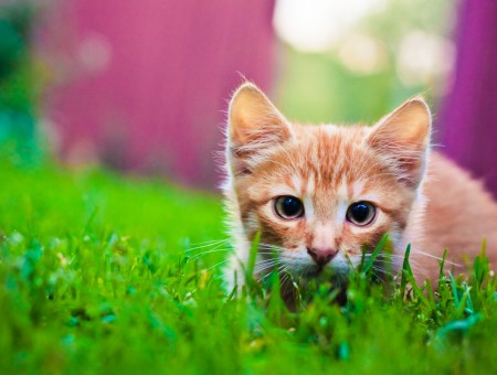 Orange Tabby Cat On Green Grass
