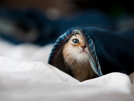 Orange Tabby Kitten Tucked In Blue Denim Textile