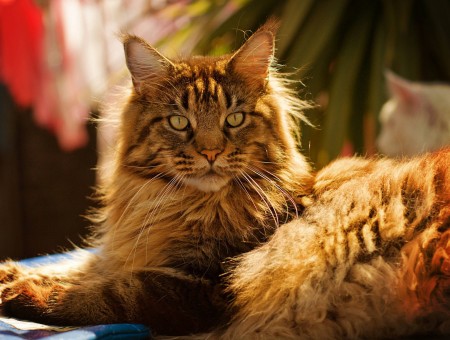 Brown Himalayan Cat