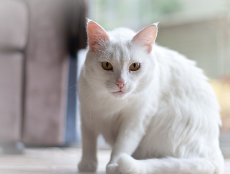 White Cat In Tilt Shift Lens Photography