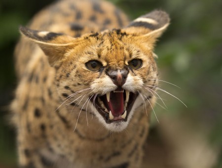 Cheetah Growling In Shallow Focus Lens