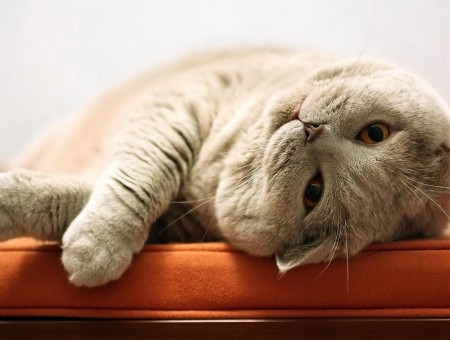Grey Cat On Orange Textile During Daytime