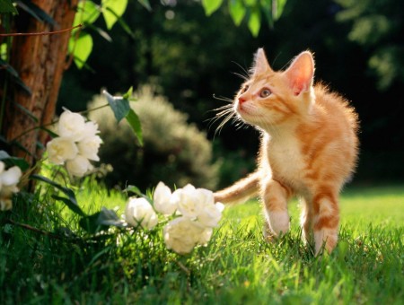 Orange Tabby Cat Looking At White Flowers With Green Leaves