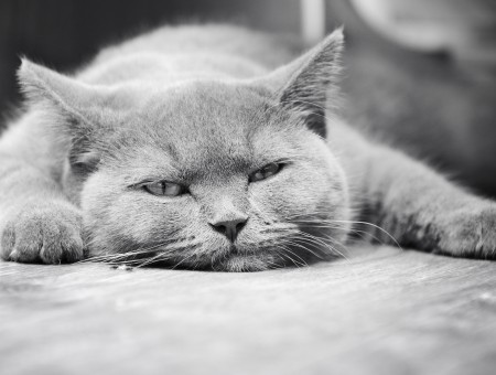 Grayscale Photograph Of Cat Lying On Floor