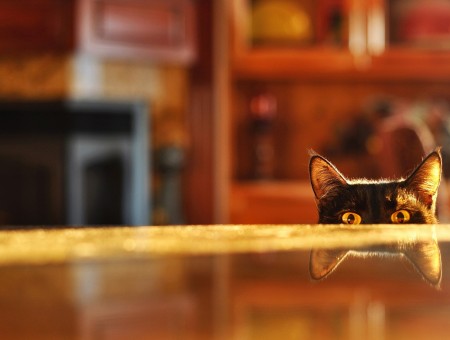 Black Cat Near Brown Wooden Table Top