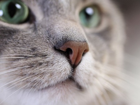 Gray Cat In Close Up Photography