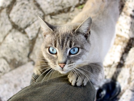 White And Gray Cat Crawling On A Person During Dsytime