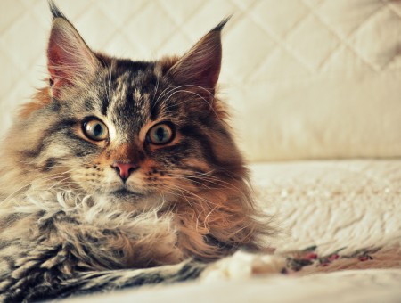Brown Tabby Maine Coon Cat