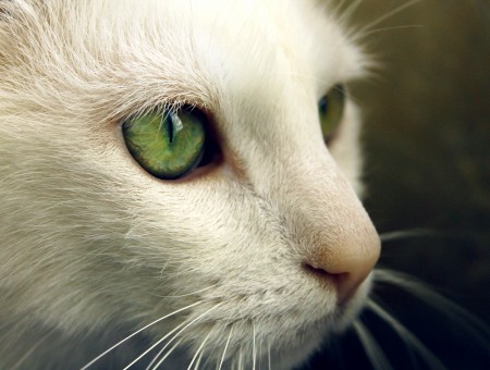 White Cat In Selective Focus Photography