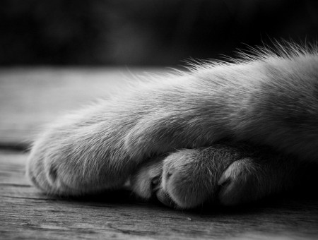 Cat's Legs On Wood Macro Photography