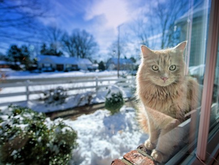Brown Mainecoon Cat Sitting Behind Window During Daytime
