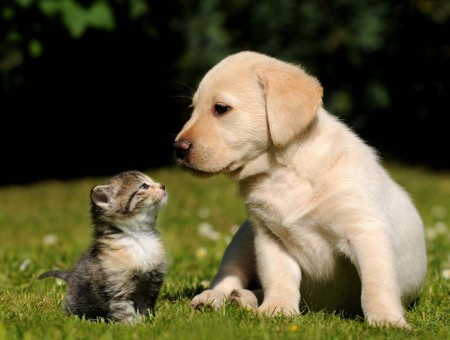 Yellow Labrador Retriever Puppy Beside Brown Tabby Kitten Sitting On Grass Field