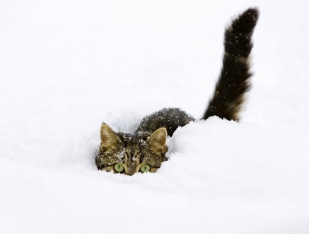 Brown Tabby Cat Covered In Snow