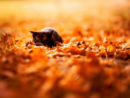 Black Cat In Leaves