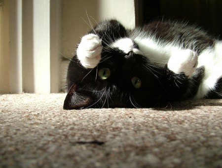 Tuxedo Cat Lying On Carpeted Floor