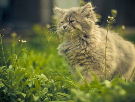 Gray Long Coat Cat On Green Grassfield