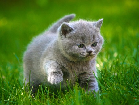 Grey British Shorthair Kitten On Green Grass