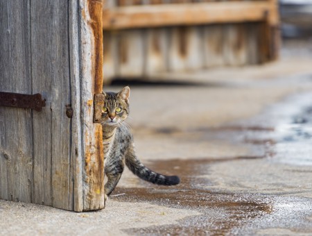 Brown Tabby Cat Behind Black Wooden Door