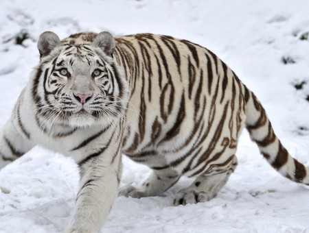 Close Photography Of White Tiger On Snow