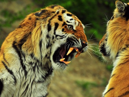 Orange And Black Tigers In Close Up Photography