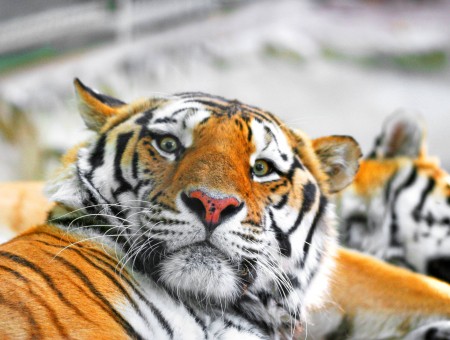 Bengal Tigers Sleeping