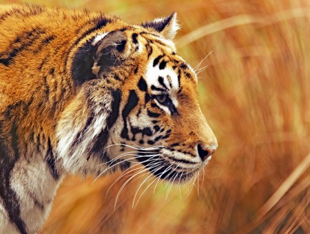 Tiger In Bokeh Photography