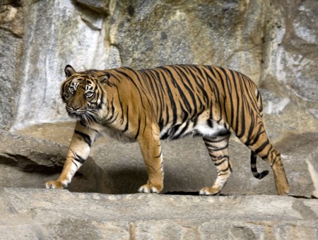 Striped Tiger On Gray Rocks