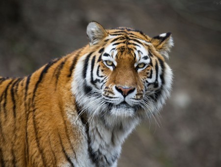 Orange And White Tiger