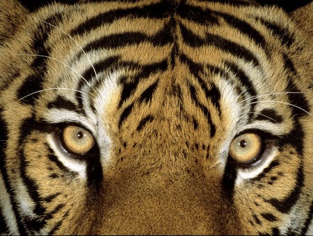 Bengal Tiger Close Up Animal Photography