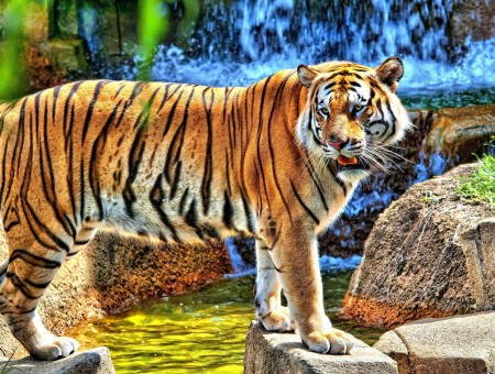 Tiger Animal On Gray Rock