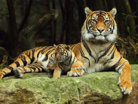 Tiger With Cub On A Mossy Rock