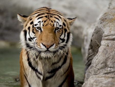 Yellow Black White Tiger Beside Gray Rock Formation