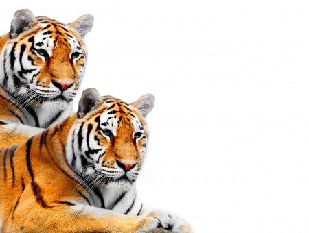 2 Tigers During Day