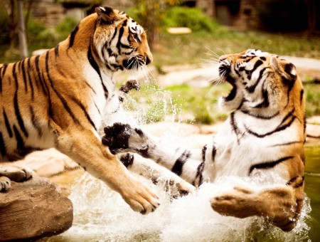 Two Tigers Fighting