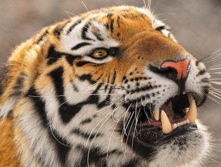 Adult Tiger During Daytime