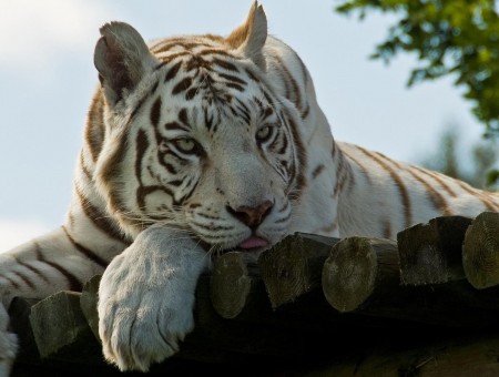 White Tiger Lying On Wooden Deck
