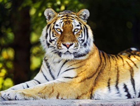 Orange And Black Tiger In Close Up Photography