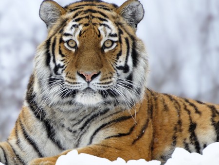Adult Tiger On White Snow